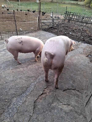 porci pentru sacrificat