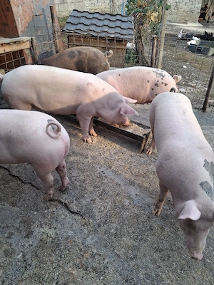porci pentru sacrificat - imagine 2