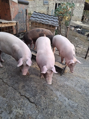 porci pentru sacrificat - imagine 3
