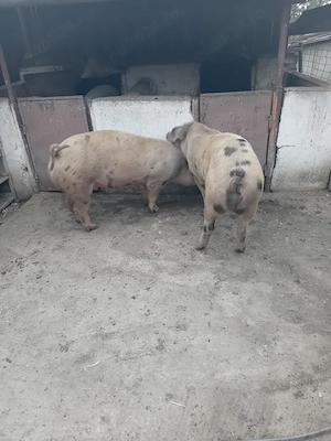 Vand porci de carne  - imagine 3