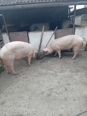 Vand porci de carne 
