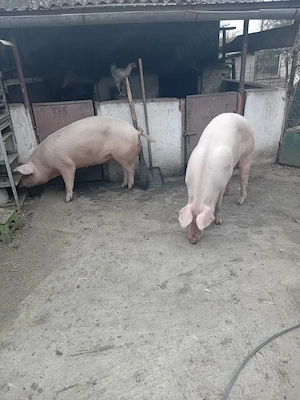 Vand porci de carne  - imagine 5