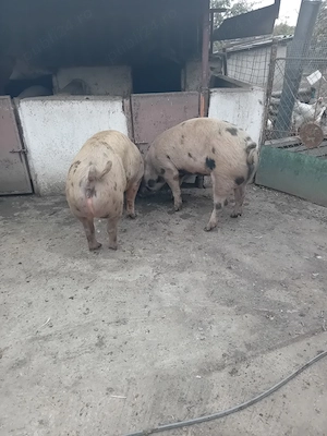 Vand porci de carne  - imagine 4