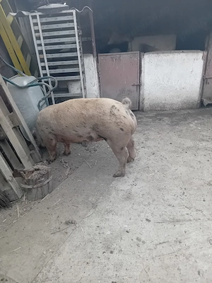 Vand porci de carne  - imagine 2