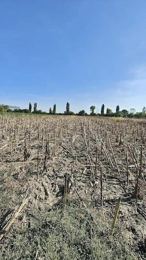 Teren 3.000 mp Oltenița   Zona Port   Deschidere 17,5 m   Investiție - imagine 3