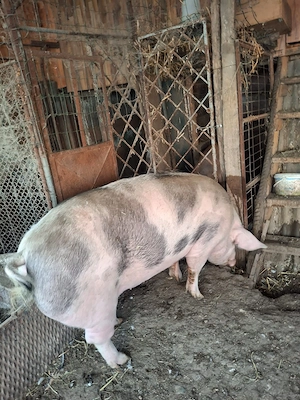 Porc de vanzare - imagine 2