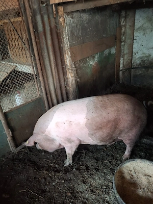 Porc de vanzare