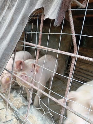 Vand porci