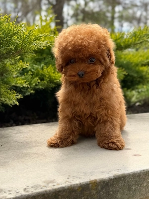 Caniche Poodle Toy genetic deosebit- CANISĂ Proprie - imagine 3