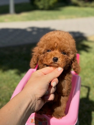 CANISĂ de CANICHE Poodle Toy Red- genetic deosebit - imagine 2