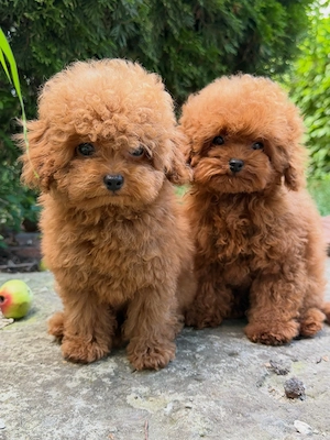 Caniche Poodle Toy genetic deosebit- CANISĂ Proprie - imagine 5