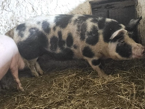 vand o scrofa rasa petran de 250 kg pret 10 lei kg