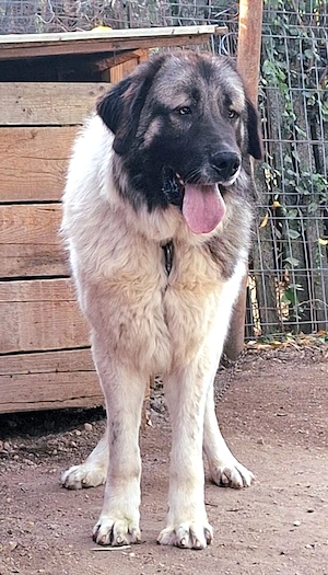 Mascul Ciobanesc de bucovina!