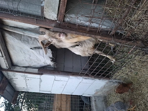 Vând Tap de Rasa Sannes pentru  Monta!