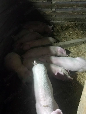 Vând purcei 2 luni,marele alb cu landrace  - imagine 3