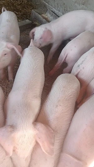 Vând purcei 2 luni,marele alb cu landrace 