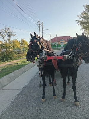 de vânzare iepe