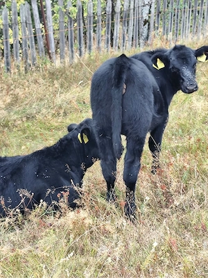 vitei Angus