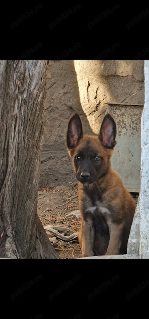 Catel Mascul Ciobanesc Belgian Malinois - imagine 5