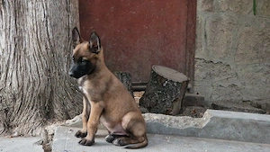 Catel Mascul Ciobanesc Belgian Malinois - imagine 4