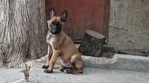 Catel Mascul Ciobanesc Belgian Malinois - imagine 3