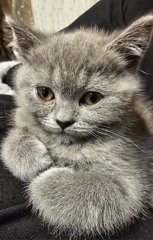 british shorthair grey - imagine 3