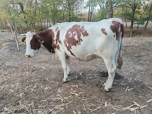 Vând vaca bună de lapte 