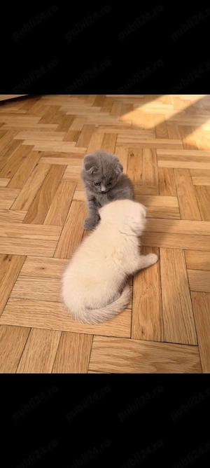 Scottish fold și scottish color point  - imagine 2