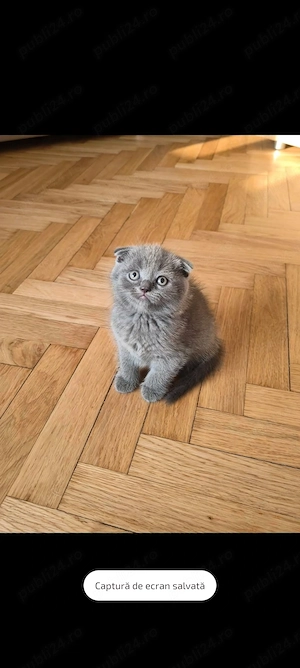Scottish fold și scottish color point  - imagine 5