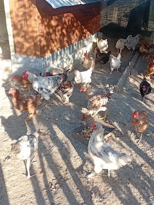 Gaini de tara 