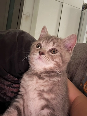 Motanei scottish fold și scottish straight...  - imagine 4