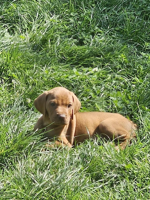 pui vizsla maghiar  - imagine 3