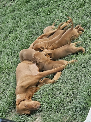 pui vizsla maghiar  - imagine 4