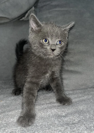 British Shorthair 