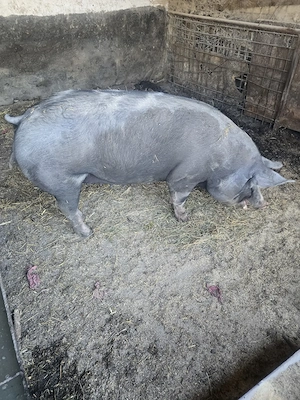 Vand porc rasa  Pietran de carne - 250 kg