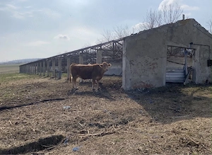 Ferma animale fost CAP grajduri - imagine 3