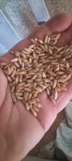 de vanzare grau furajer (triticale)