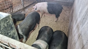 Disponibili porci de casa - imagine 3
