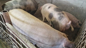 Disponibili porci de casa - imagine 4