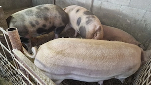 Disponibili porci de casa - imagine 2