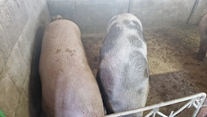 Disponibili porci de casa