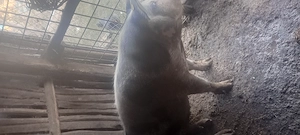  Vând o purcea de aproximativ 150 kg  - imagine 3