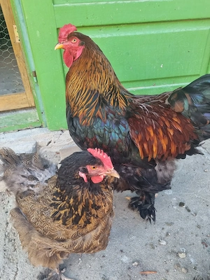 Vand cocos  BRAHMA