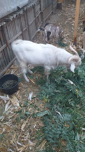 Animale gospodărie tara