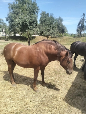 Armăsari de vanzare - imagine 5