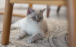 British Shorthair Silver Tabby  - imagine 4