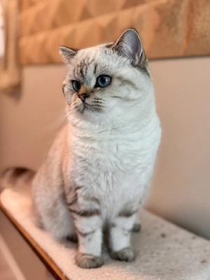 British Shorthair Silver Tabby  - imagine 2