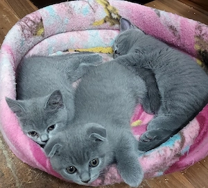 pisici british shorthair si scotish fold