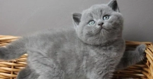 British Shorthair Blue puiuți