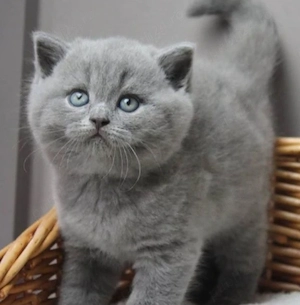 British Shorthair Blue puiuți - imagine 2